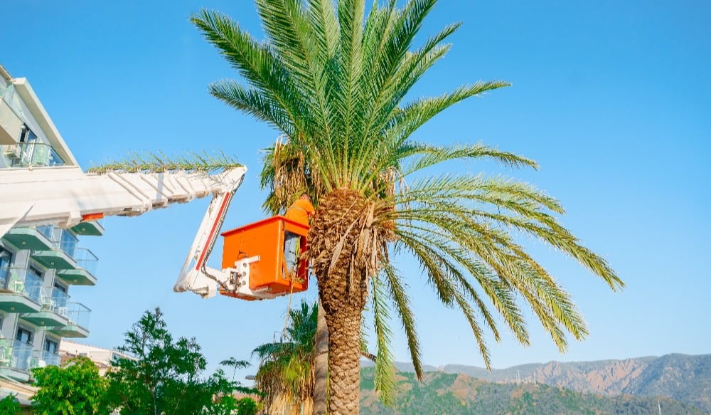 Cutting trimming high tall palm trees.Pruning palm long old dry leaves.