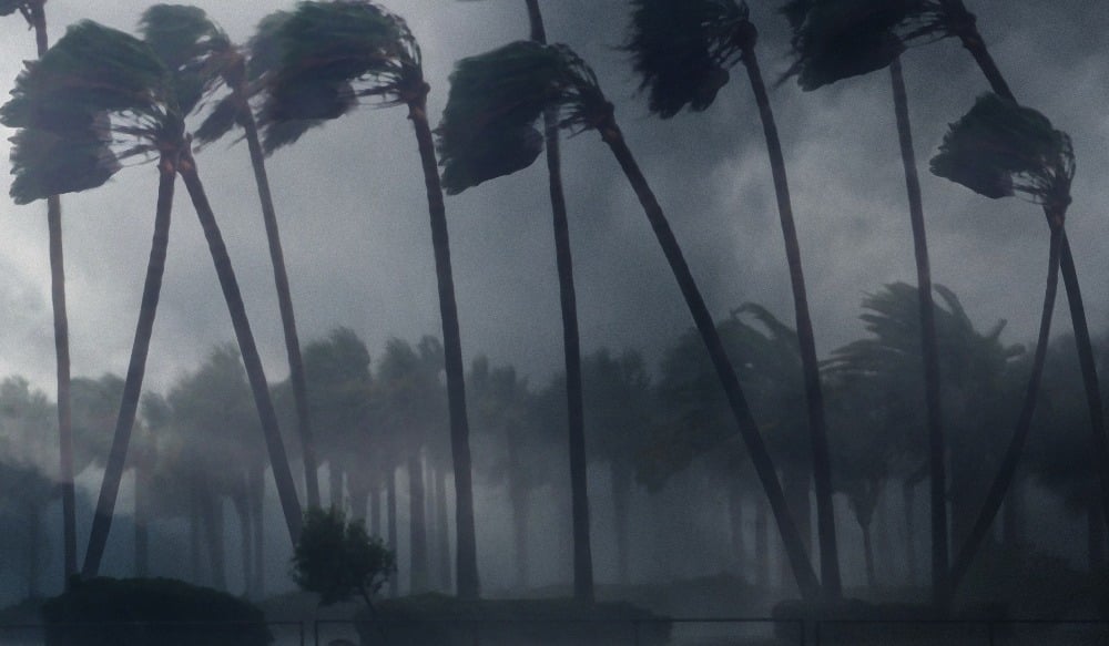 Palm Trees Caught in a Storm